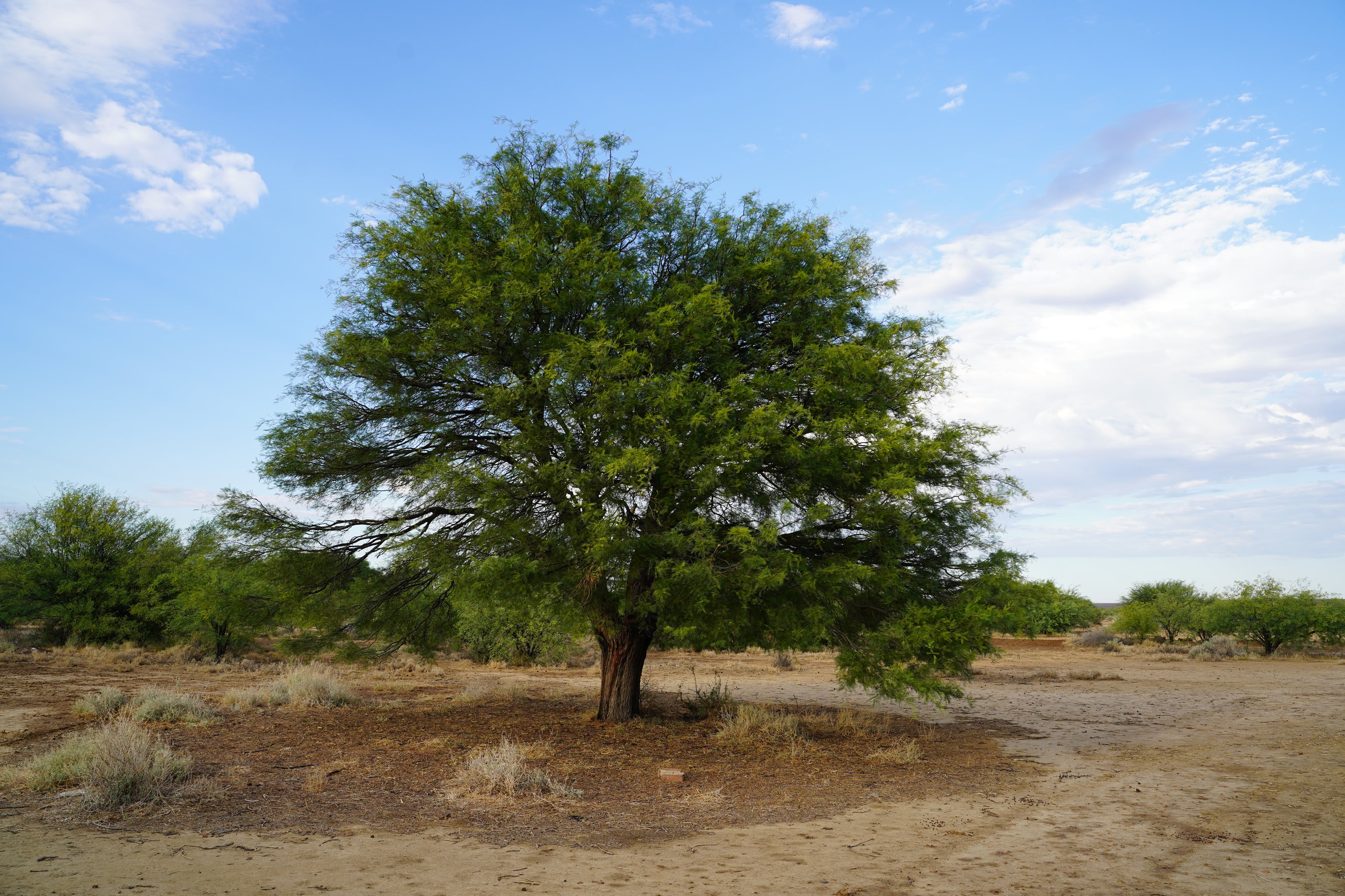 A large green mesquite tree stands in a dry, sandy desert landscape under a blue sky with scattered white clouds.