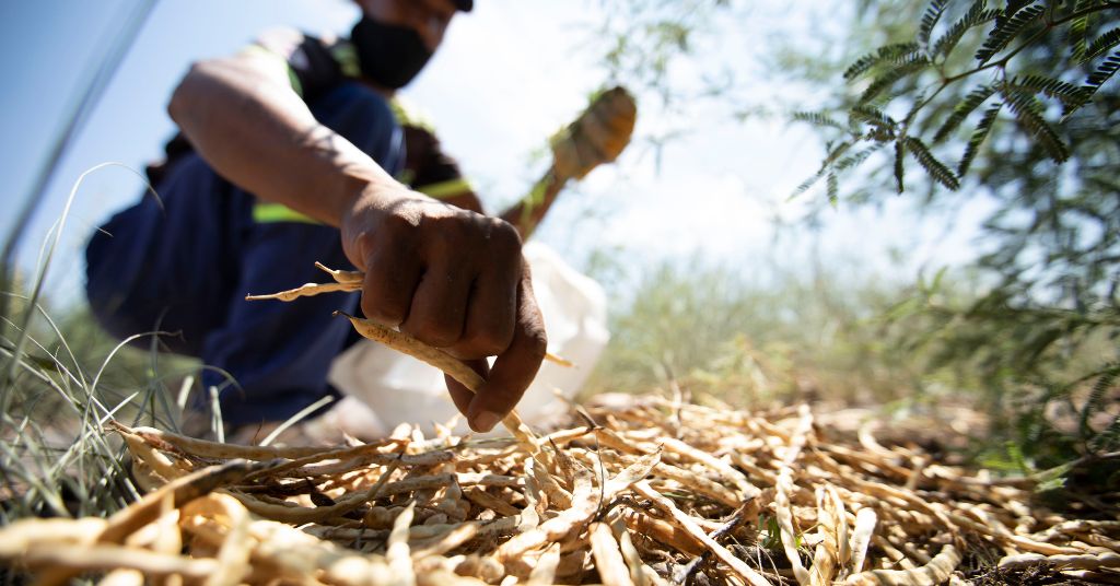 Person picking mesquite pods up from the ground