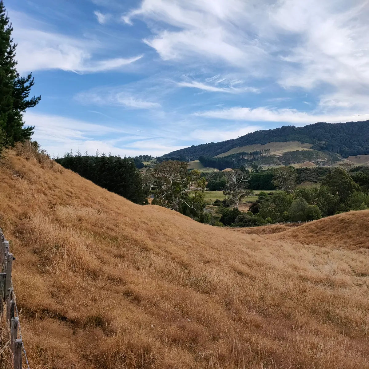 A scenic landscape photograph of rolling dry grass hills under a blue sky with wispy white clouds, with dark green trees and distant mountains.